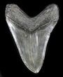 Large Megalodon Tooth - South Carolina #31600-2